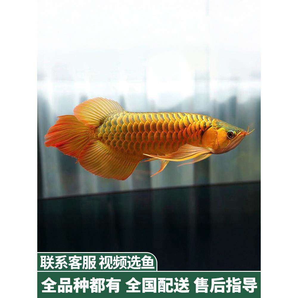 金龙鱼红龙鱼苗活体黄化银龙活鱼幼苗大型龙鱼幼鱼观赏鱼印尼小鱼