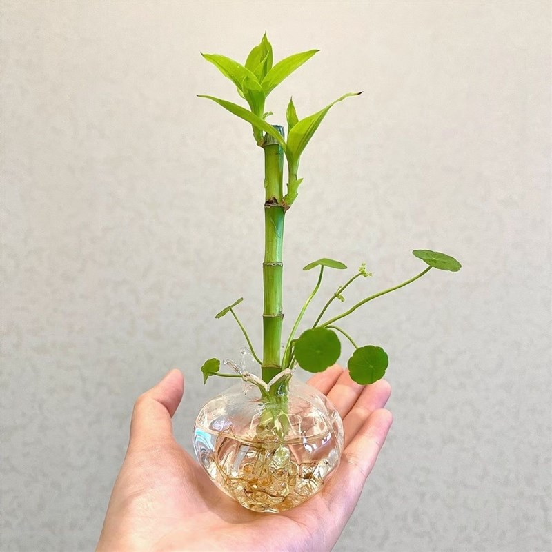 长芽带根开 运竹特别编织造型水培富贵竹小号迷U你水竹文昌竹
