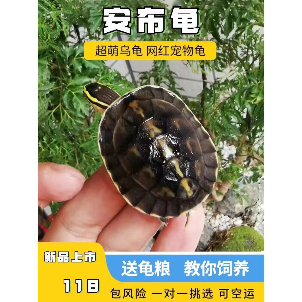 安布闭壳龟安布苗扁安宠物龟半水龟线安苗杂食龟活体灰招财龟可挑