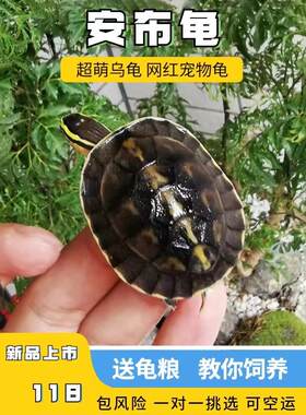 安布闭壳龟安布苗扁安宠物龟半水龟线安苗杂食龟活体灰招财龟可挑