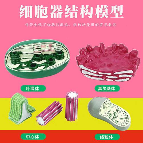 细胞器结构模型J3224中学生物演示球形实验器材流动镶嵌 教学仪器