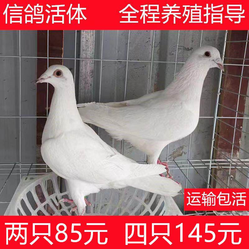 信鸽活体红二线鸽青年鸽活体鸽子银王鸽幼鸽苗原配种鸽赛鸽子活物