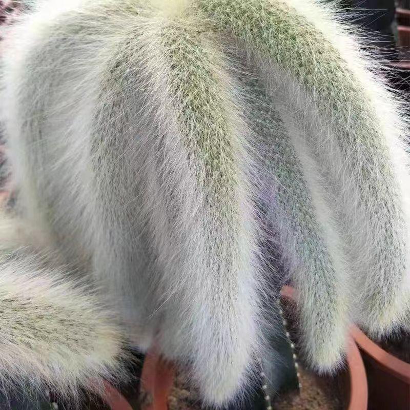 长毛九尾狐软毛开花仙人柱猴尾稀有贵货仙人掌科植物多肉盆栽绿植