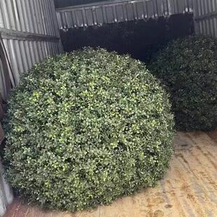 户外绿植井盖遮挡装饰品遮丑大草球仿真塑料草球米兰草球黄杨草球