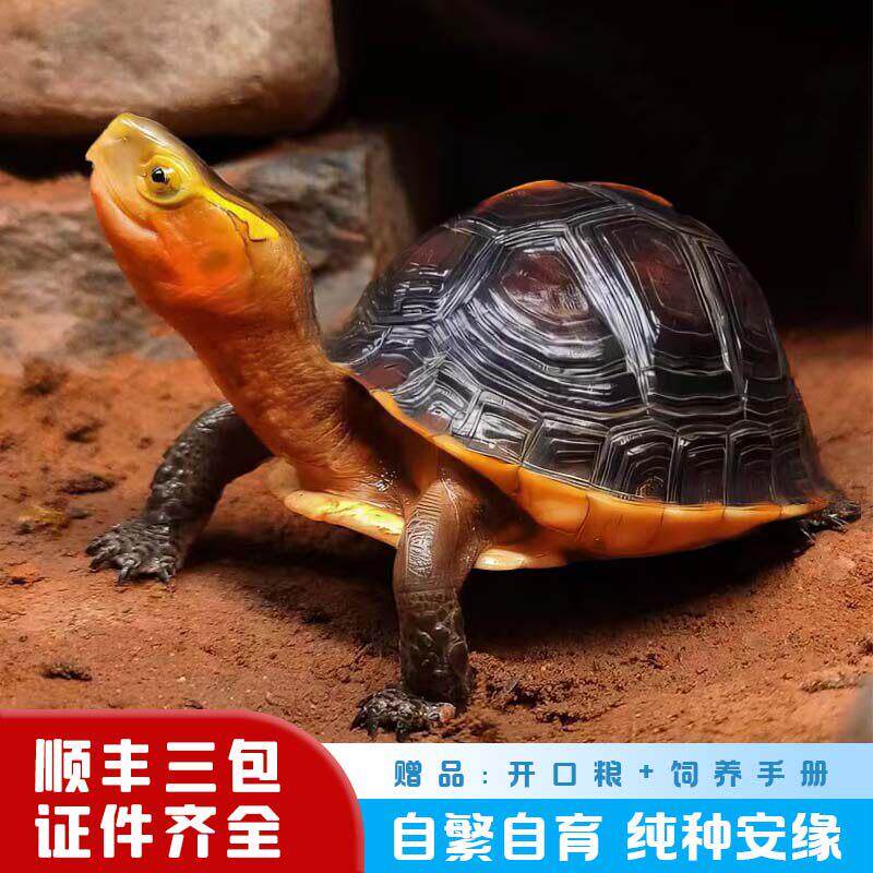 黄缘龟幼龟安缘龟苗乌龟活物小青黄喉龟苗闭壳龟陆地箱金钱龟宠物