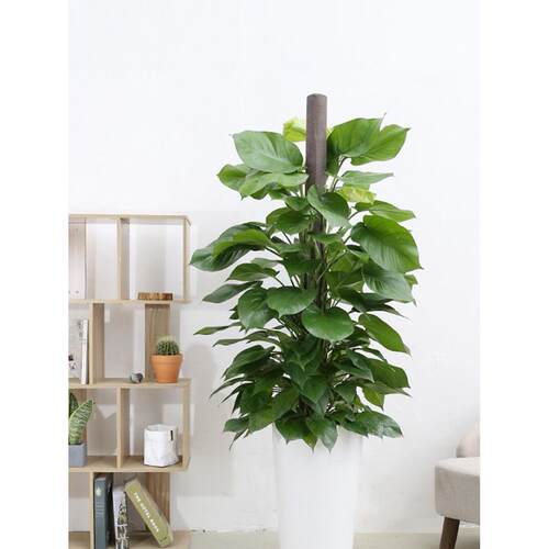 芳心草大盆绿萝盆栽植物室内大型绿植吸甲醛大叶绿箩鲜花速递同城