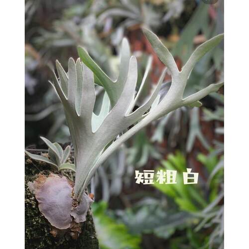 立叶银鹿鹿角蕨，银色系列，板植挂墙植物ins网红热植鹿角蕨