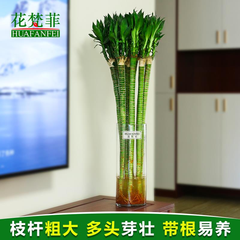 带根文昌竹龙竹富贵竹植物观音竹开运竹室内客厅水养水培招财绿植