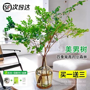 美男树水培植物鲜切枝室内好养四季无土I纯水培绿植水培马醉木吊