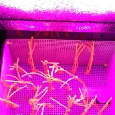 UAS藻盒ATS藻盒鱼缸生态过滤器外挂藻盒水泵一体式海缸淡海水藻盒