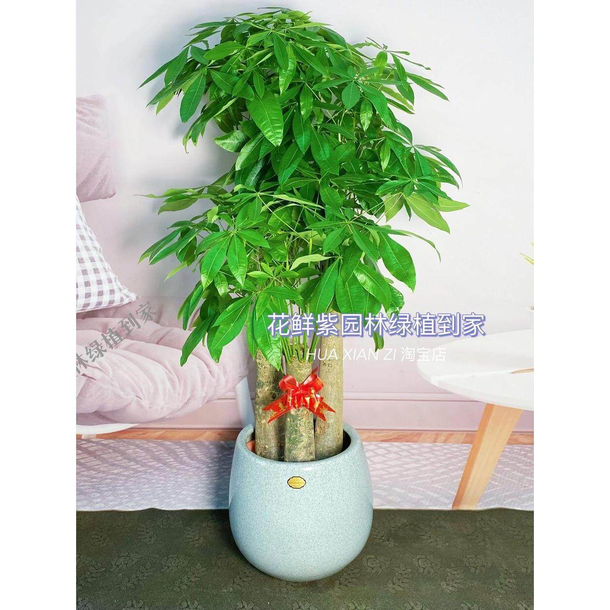 深圳广州发财树室内客厅办公室乔迁新居绿植大型植物盆栽同城配送,鲜花速递/花卉仿真/绿植园艺,大型绿植/成品组合盆栽,淘宝优惠券,粉丝福利购,淘宝优惠卷