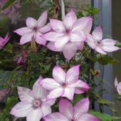 网红热销铁线莲乌托邦大苗