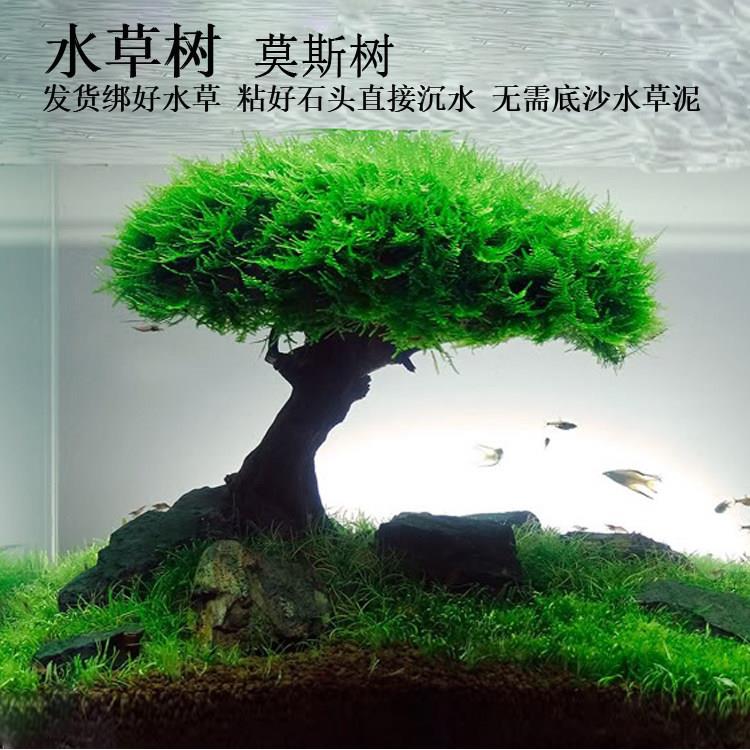 鱼缸水草树 沉木树造景水草 莫斯水草 活体水草树 小鱼缸树林造景