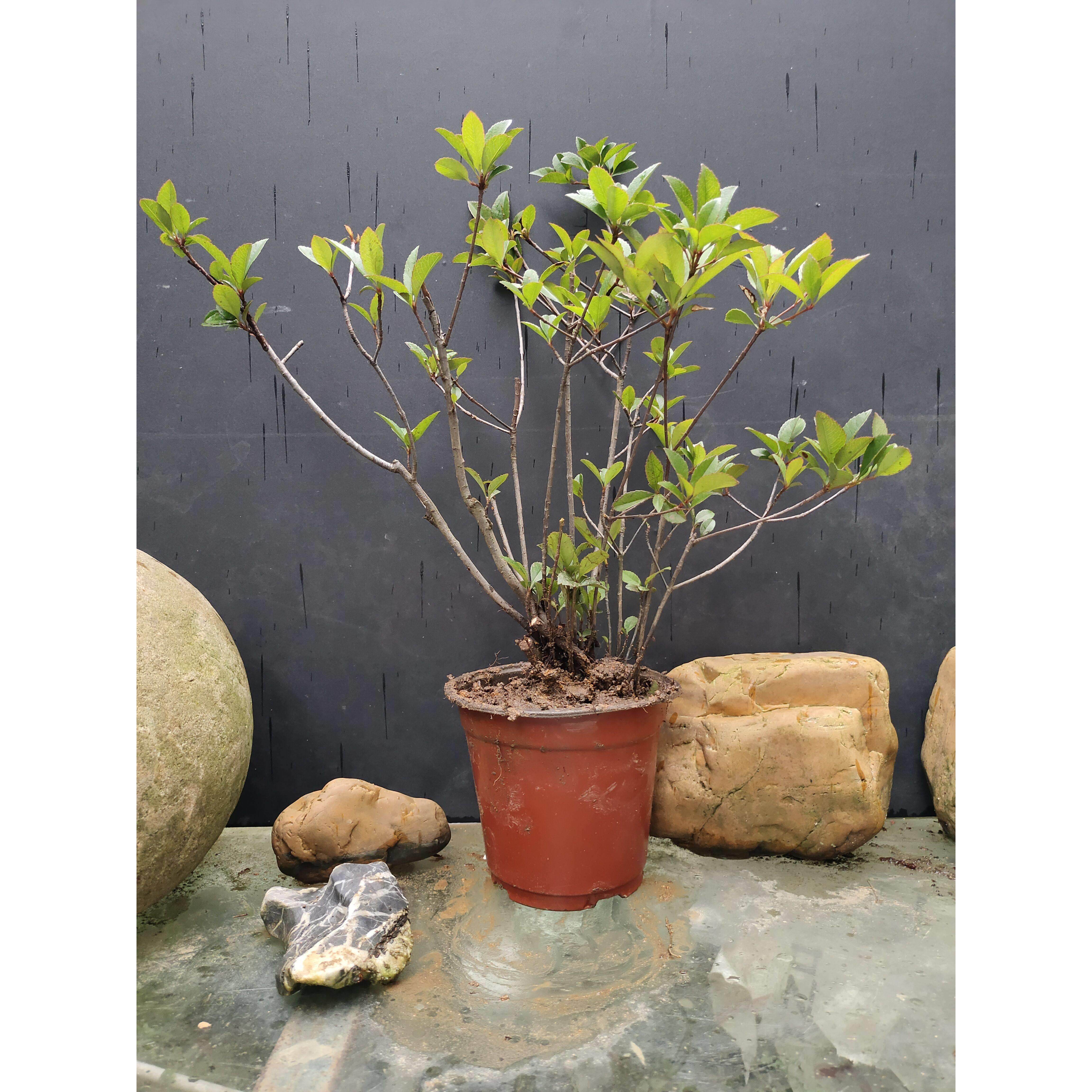 海岛春花盆景石斑木海岛小老桩盆栽小苗一物一拍春花树