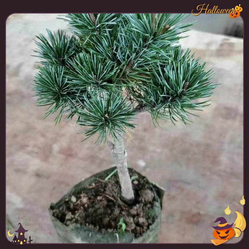 短针五针松黑松嫁接的五针松正品五针松短针盆P景千手丸小苗大板