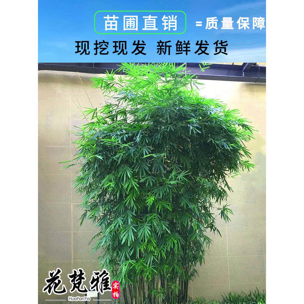 竹子苗慈孝竹庭院竹丛生竹苗观赏竹四季常青大型窝竹阳台绿植盆栽