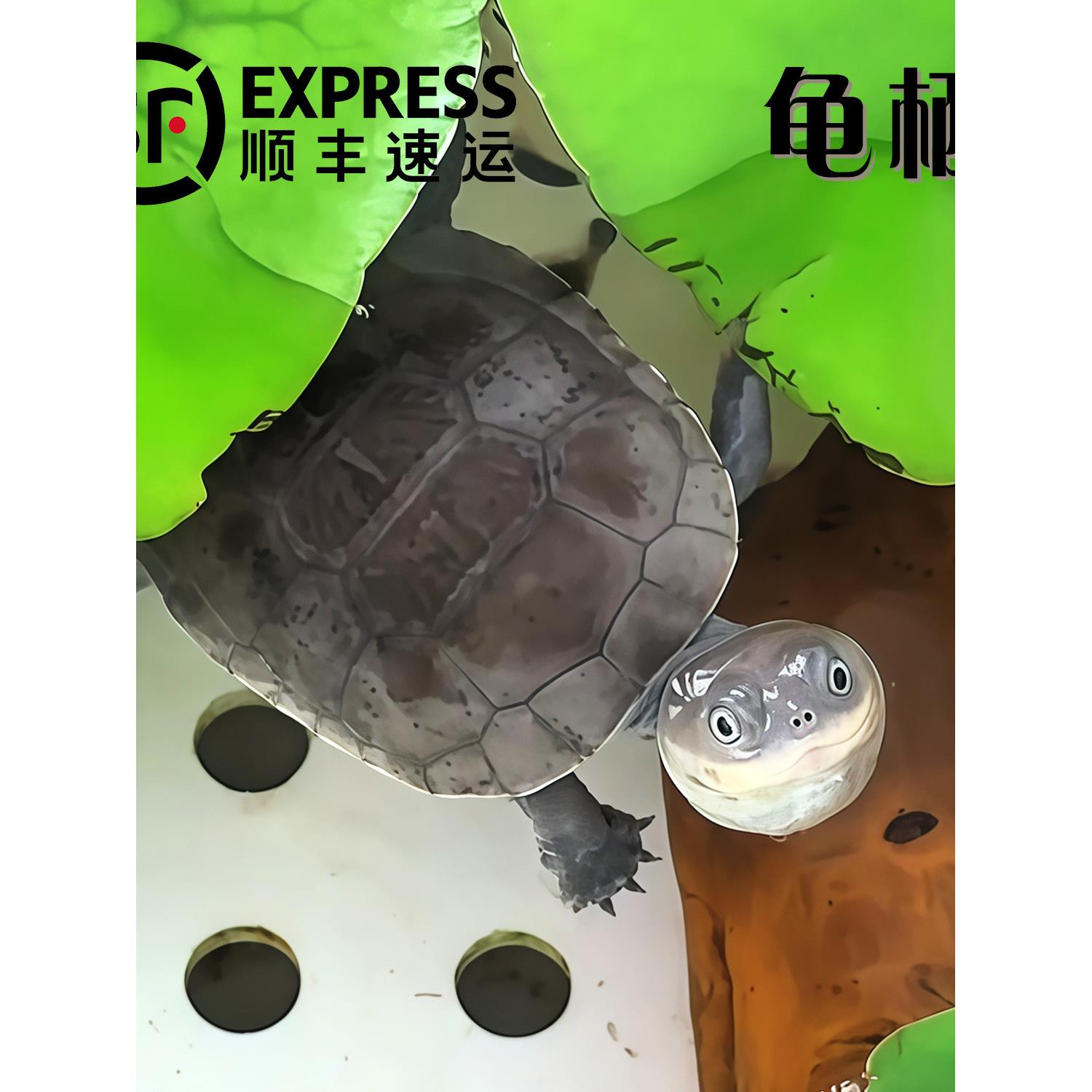 沼泽侧颈龟苗网红西非仰泳笑脸龟小乌龟活体宠物活物黄头呆萌龟栖