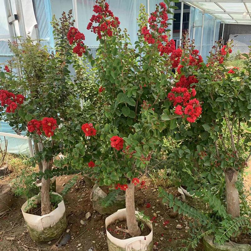 紫薇花树苗盆栽老桩庭院种植红火箭嫁接苗原盆原土阳台发货耐寒