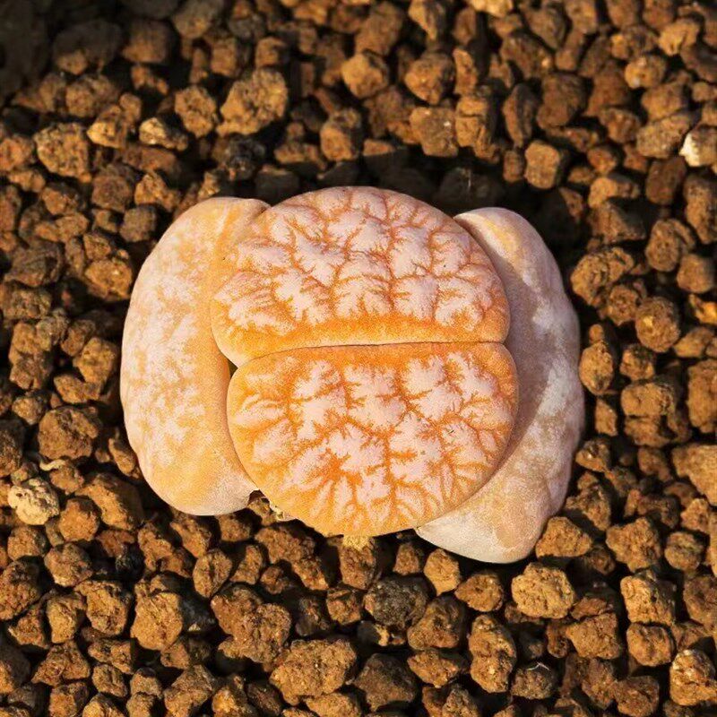 6年岛田C309A拿铁荒玉母本生石花番杏屁股花pWp花盆栽植物爱