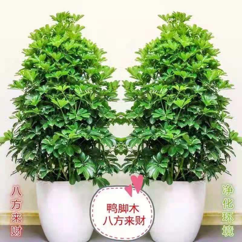 八方来财盆栽客厅大型绿植八方来财前台招财树七叶莲鸭脚木盆栽