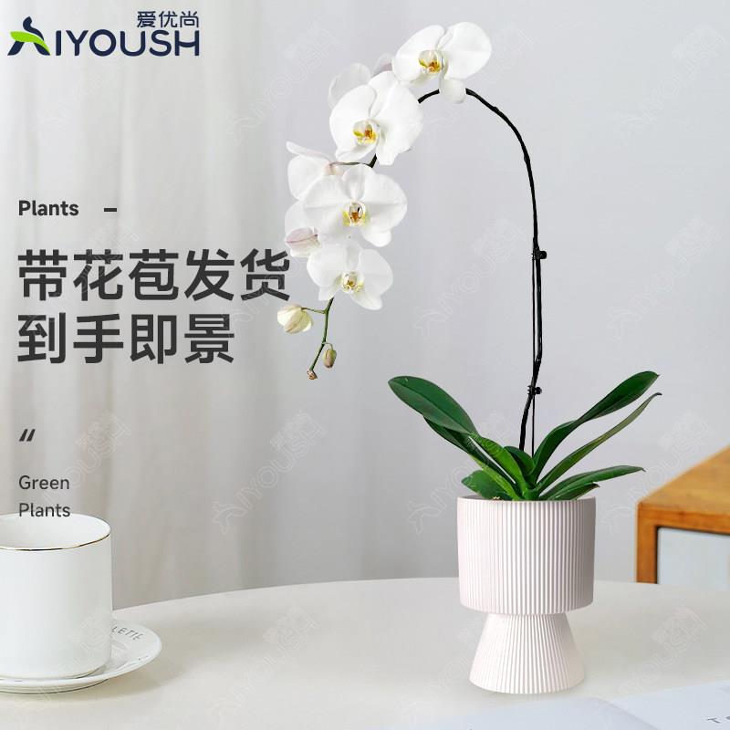 蝴蝶兰盆栽带花带花剑室内客厅办公桌门店开业送礼特大号精品鲜花