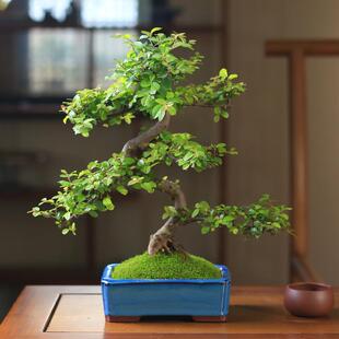 好养植物 雀梅盆景红芽小老桩盆栽室内客厅桌面观叶绿植庭院四季