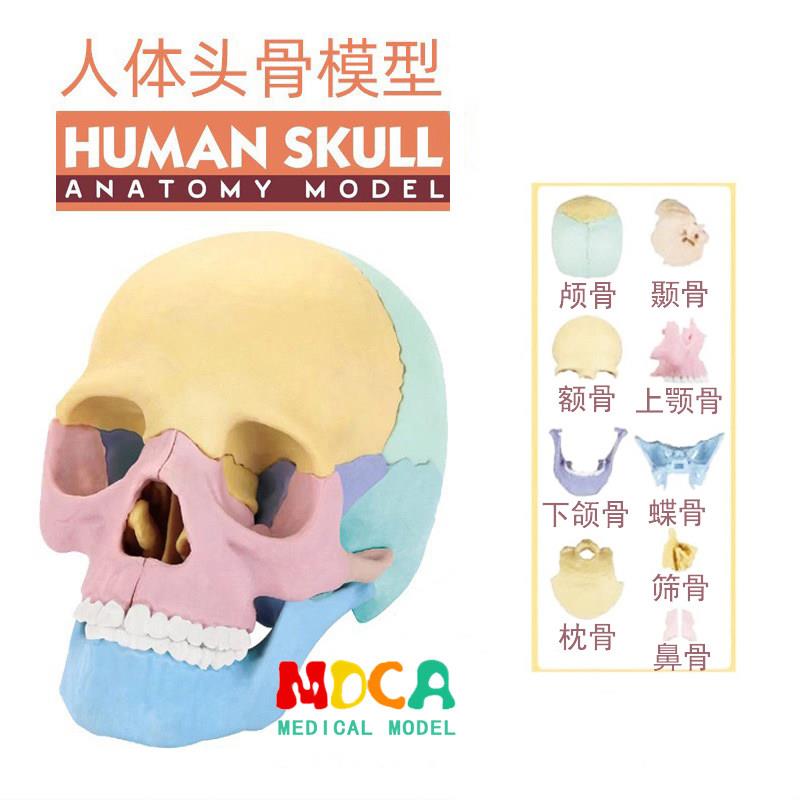 人类人体可拆分卸头骨模型口腔医学教学美术解剖头颅骷髅头颅骨