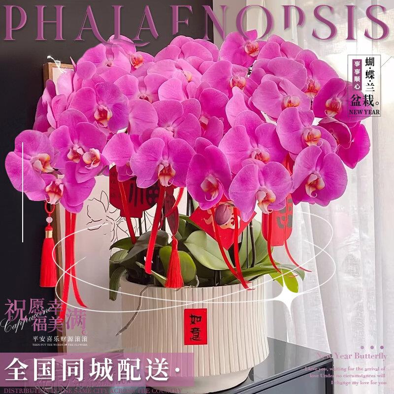 新年蝴蝶兰盆栽鲜花速递同城真花开业乔迁花束年宵花北京全国配送