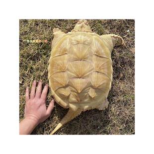 白化鳄龟受精包孵化孵化工具黄化受精孵化佛鳄蛋包