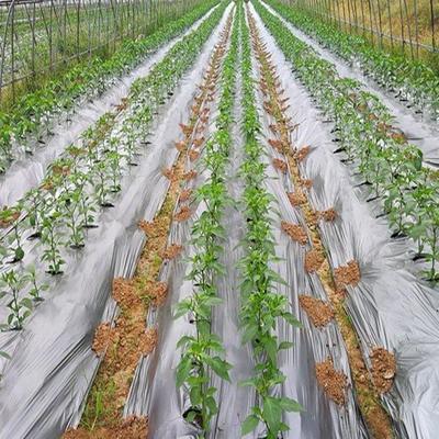 农用地膜加厚银黑双色反光膜果树玉米瓜果辣椒除草除去蚜虫银光膜