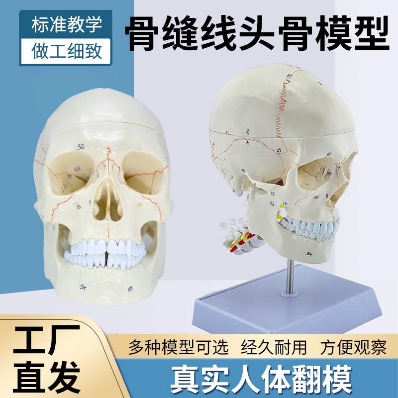教学仿真1:1人体颅脑解剖标本骨缝线头骨附颈椎 医学大脑神经模型
