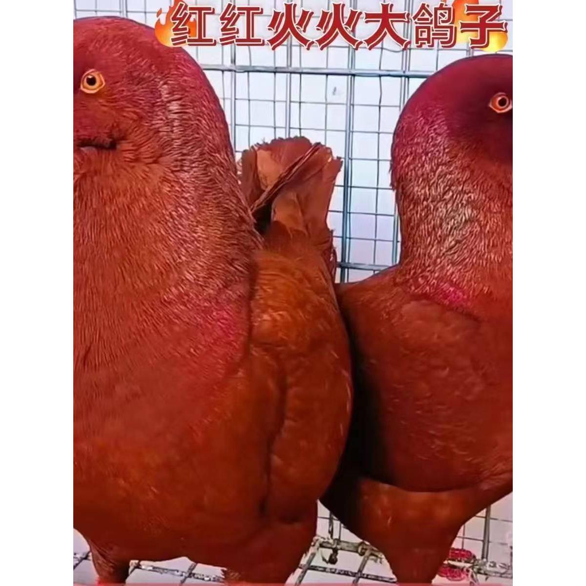 鸽子活物青年鸽落地王肉鸽便宜鸽子家养繁殖活体一对信鸽活物种鸽