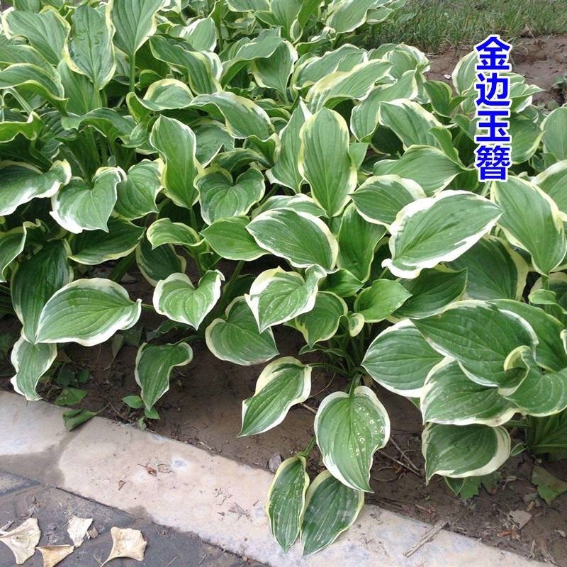 多年生宿根地被植物玉簪花苗室外庭院H公园绿化耐寒四季种易活花