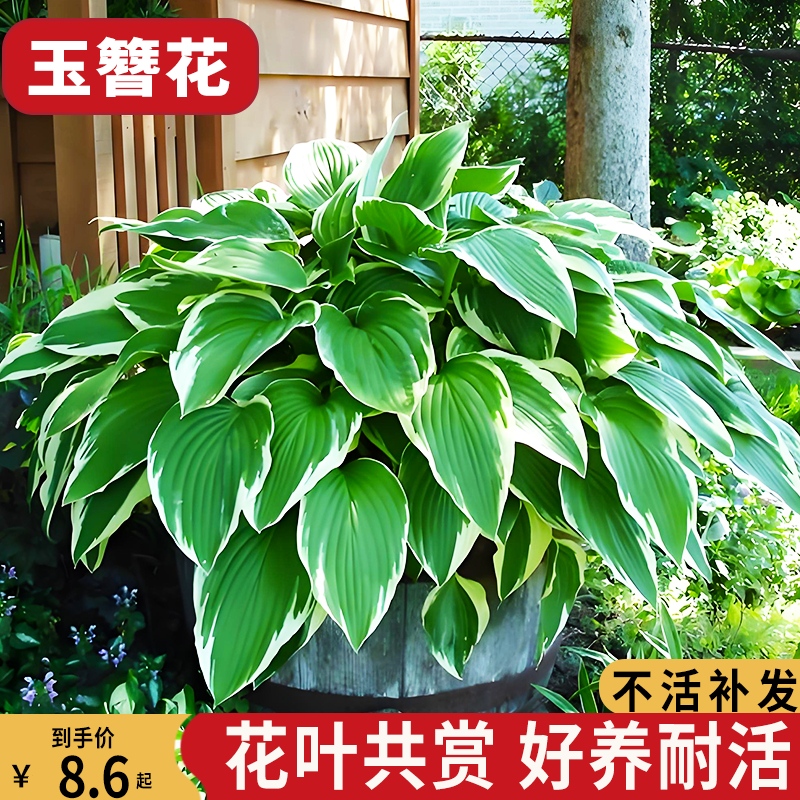 玉簪花苗盆栽花卉植物庭院花园地被的彩叶绿植耐阴耐.寒四季好养