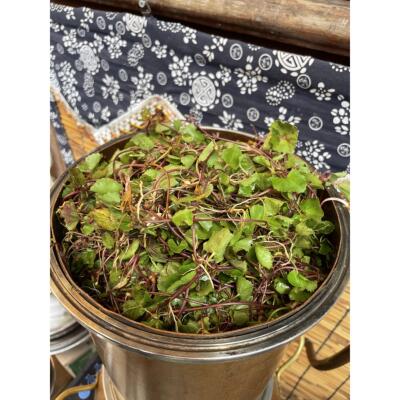 100%野生积雪草纯露500ml 高浓度 天然无添加可食用 高山 特浓