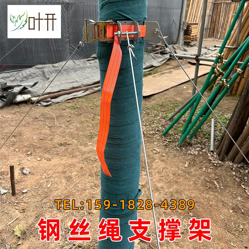 树木支撑架大树固定器园林绿化工程苗木支架钢丝绳支撑架