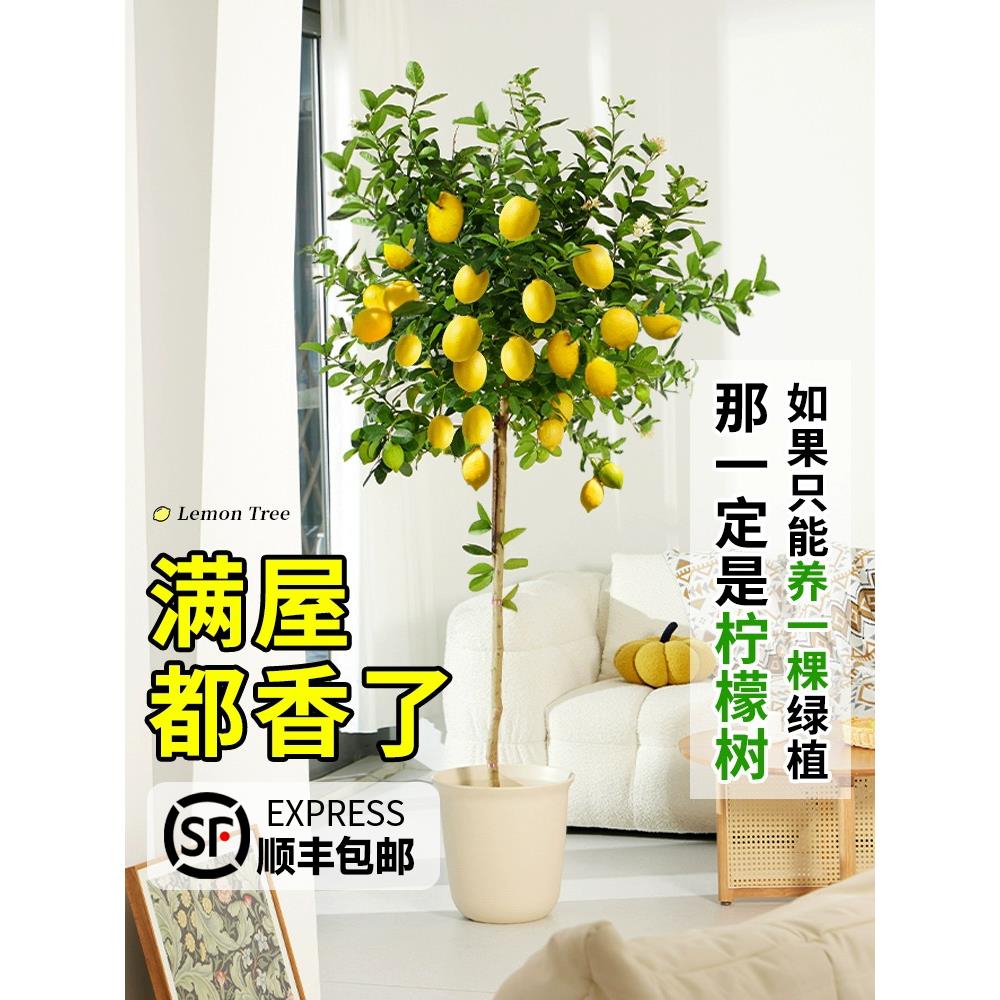 香水柠檬树大型绿植盆栽带花带果客厅室内阳台四季好养除甲醛可食