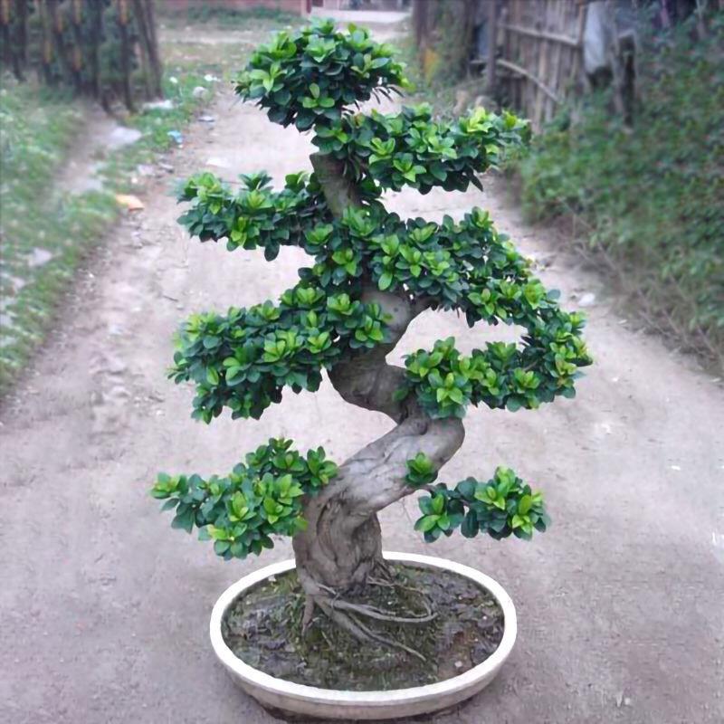 金钱榕树盆栽室内外客厅办公室好养8字S型小叶人参榕盆景庭院阳台