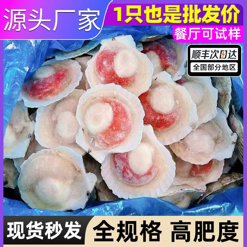 商用大扇贝新鲜冷冻半壳元贝秦皇岛产50入9-10cm
