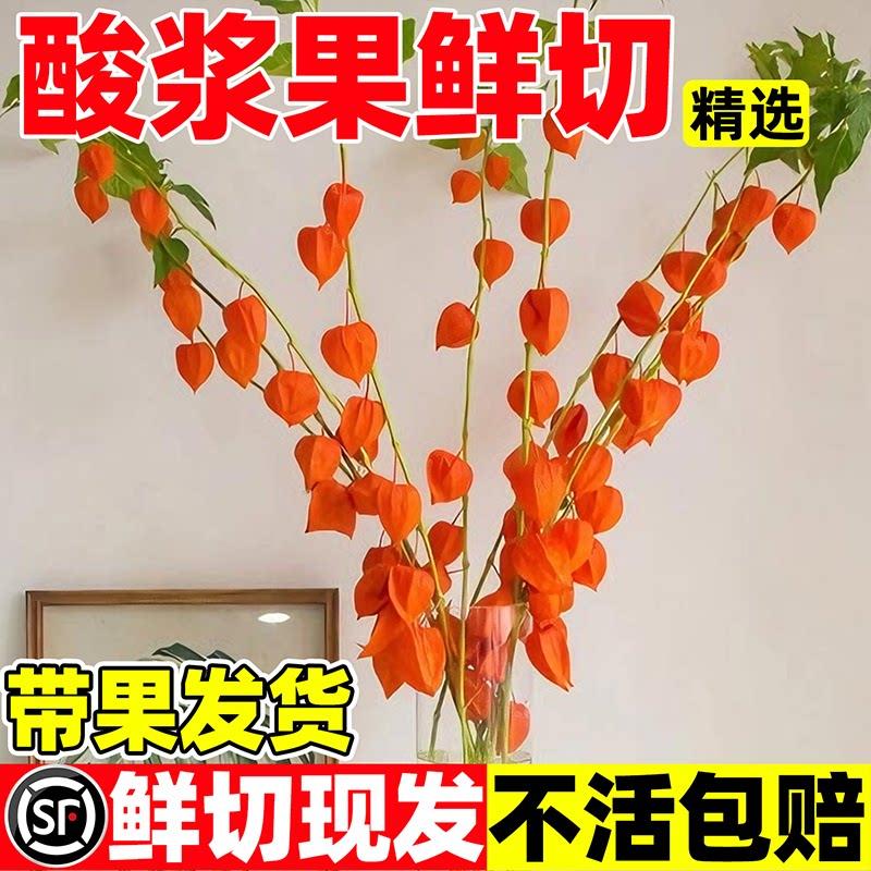 灯笼果鲜切酸浆果金龙柳真花干燥花大型落地家俱插花新年装饰年宵