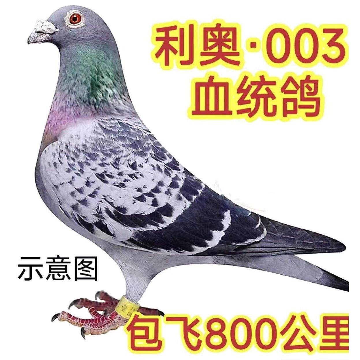 鸽子活体散养鸽子一对活物鸽子信鸽青年雨点鸽子种鸽包下蛋鸽子活
