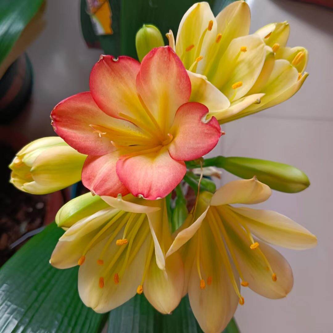 蝶恋花多色套色君子兰豆芽苗,此超连结君子兰苗