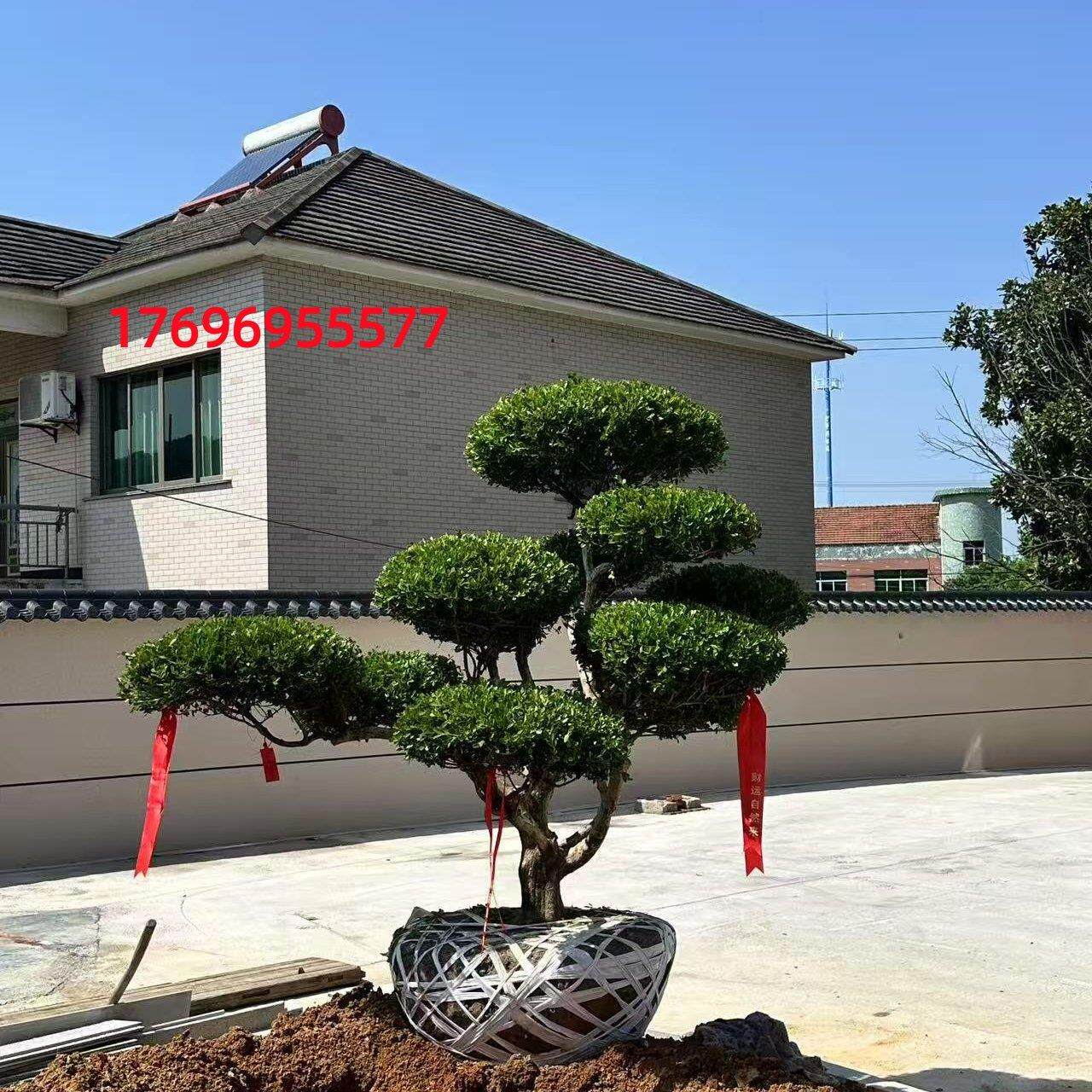 小叶黄杨树苗庭院别墅造型黄杨树绿化黄杨盆景树四季常青