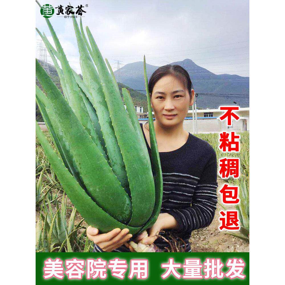 美国库拉索芦荟盆栽植物美容院专用新鲜补水敷脸大叶片美容灌肤