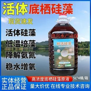 硅藻藻种水产养殖专用小球藻种肥水活体底硒低温培藻浓缩复合藻种
