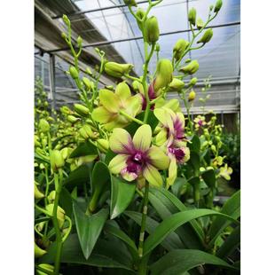 “碧玉”盆栽中大型秋石斛兰~超多苗,部分带花。满60元包邮