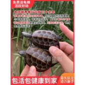 乌龟金线草龟中华草龟冷水外塘大小龟苗活物体宠物龟招财龟长寿龟
