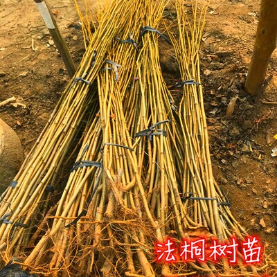 园林绿化苗木行道树苗植物花卉法桐苗法国梧桐苗法U桐树苗速生法