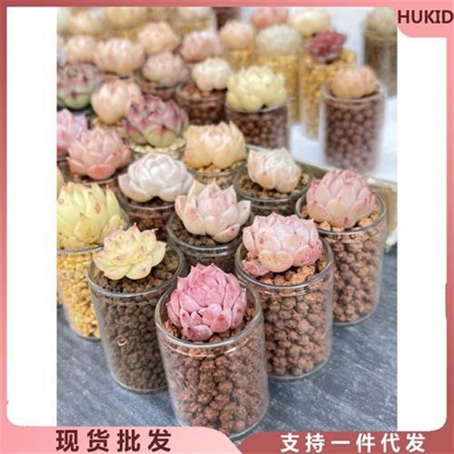多肉切糕小玻璃瓶迷你p花盆透明许愿瓶肉肉种植叶插苗室内阳台