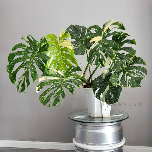 洒金龟背竹白锦龟背竹锦化植物室内盆栽绿植客厅北欧热植网红好养